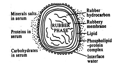 Schematic representation of a rubber