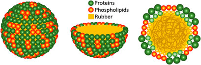 Schematic representation of a rubber particles